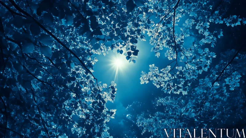 Sunlight passes through dense blue-toned tree foliage overhead