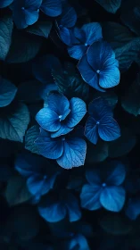 Midnight Hydrangeas: Four-Petaled Dreams in Electric Blue.