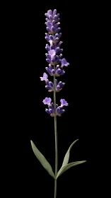 Purple Lavender Spike Blooms Against Black Background