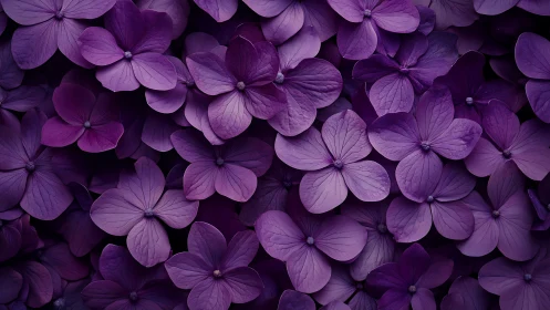 Purple Hydrangea Blooms Dense Floral Composition.