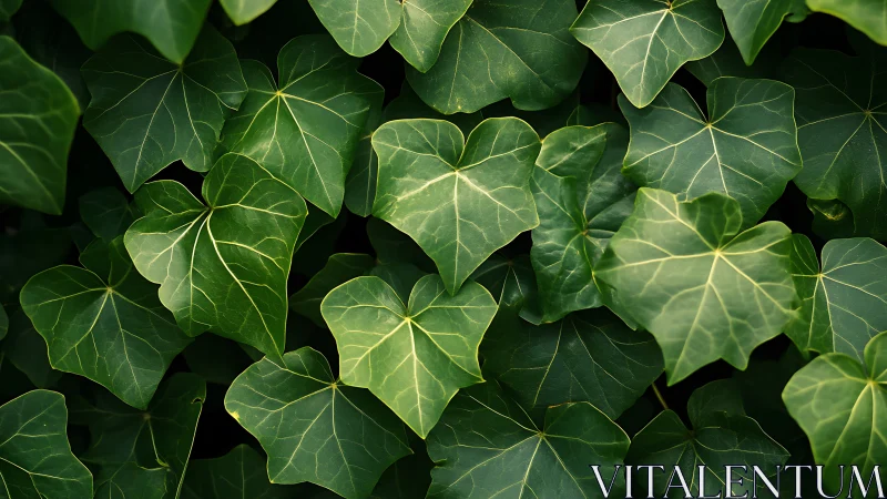 Photorealistic ivy foliage study with layered leaf structure.