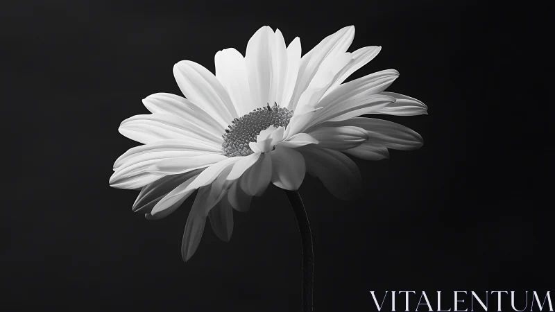 Single daisy bloom glows softly against deep black background.