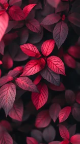Crimson foliage cluster over dark blurred background.