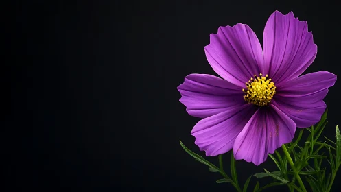 Vibrant Cosmos Flower with Yellow Stamen Against Dark Background.