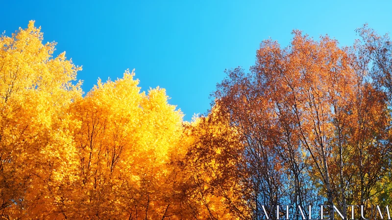 Autumn deciduous tree canopy under clear blue sky.