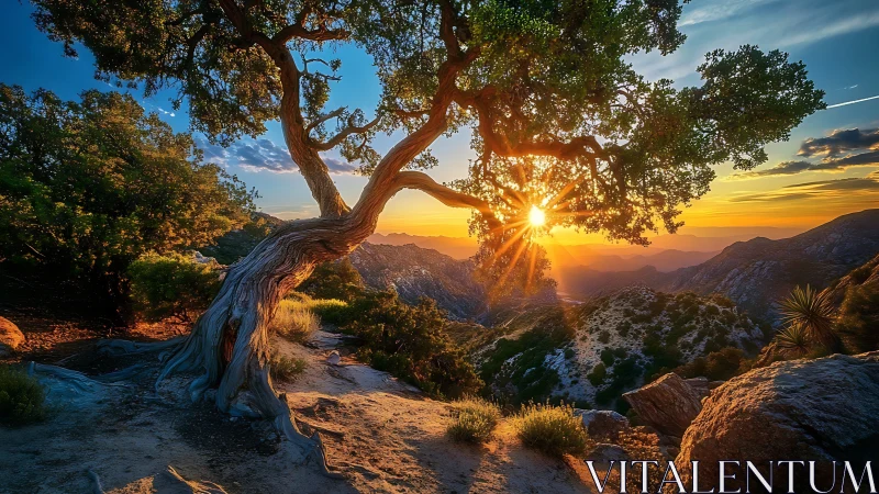 Sunset through twisted tree over rugged canyon vista.