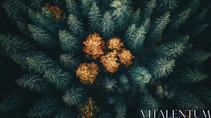 Aerial view of autumn trees among green pines in forest, moody style.