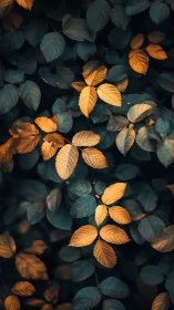 Golden autumn leaves glow against deep teal foliage background.