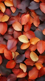Overlapping autumn leaves in dense, multicolored arrangement.