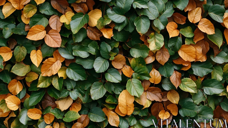 Autumnal foliage pattern with overlapping leaf plane structure.