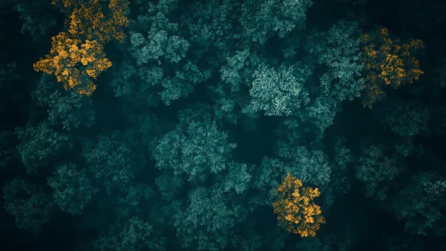 Autumn canopy from above isolates warm crowns in cool forest grid