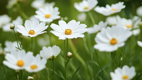 White Daisies with Golden Centers in Shallow Depth Field