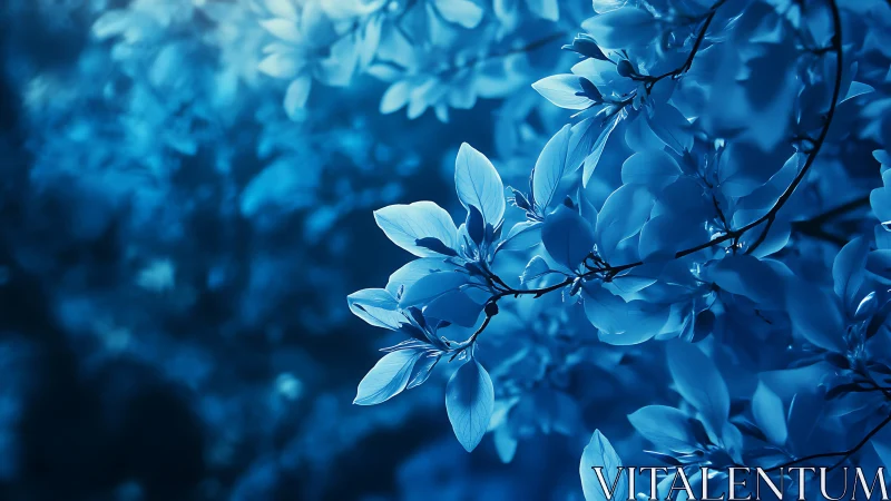 Blue magnolia blossoms on dark branches, monochromatic light study.
