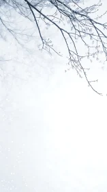 Snow covered winter branches frame bright overexposed sky