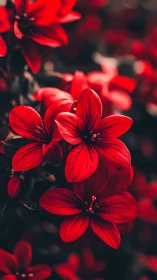 Brilliant Red Flowers Bloom in Radiant Sunlit Glory