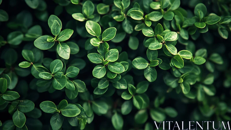 Gentle green leaves create a soothing blanket of garden calm