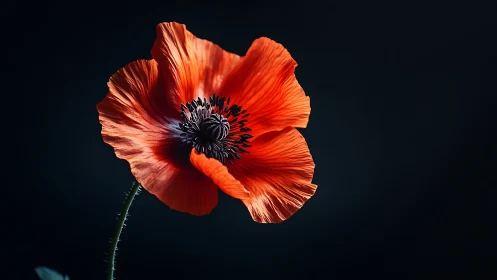 Red Poppy Flower Against Dark Background.