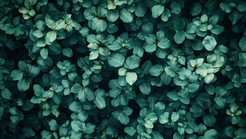 Emerald leaf chorus swirling in a calm forest hush.
