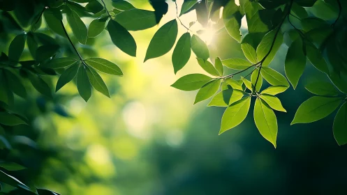 Sunlit green leaves in nature, soft focus background, tranquil mood.