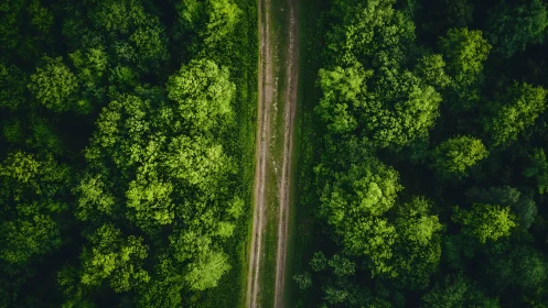 A Serene Forest Path Cuts Through Lush Green Canopy