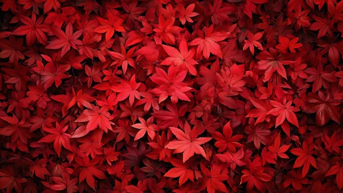 Crimson maple foliage pattern with dense autumn coverage.