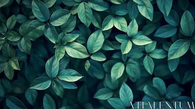 Overhead view shows dense cluster of green elliptical leaves