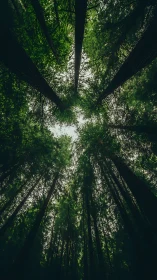 Towering Canopy Sanctuary: Verdant Giants Frame the Sky