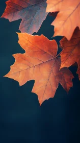 Golden maple leaves glow sharply against deep teal background