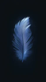 Blue feather glows softly against deep black void.