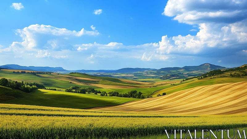 Golden hills roll like waves beneath a wide summer sky