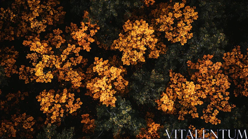 Aerial view of dense forest canopy with orange foliage.