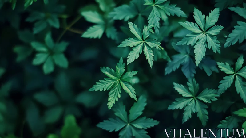 Gentle forest leaves forming peaceful green starbursts.