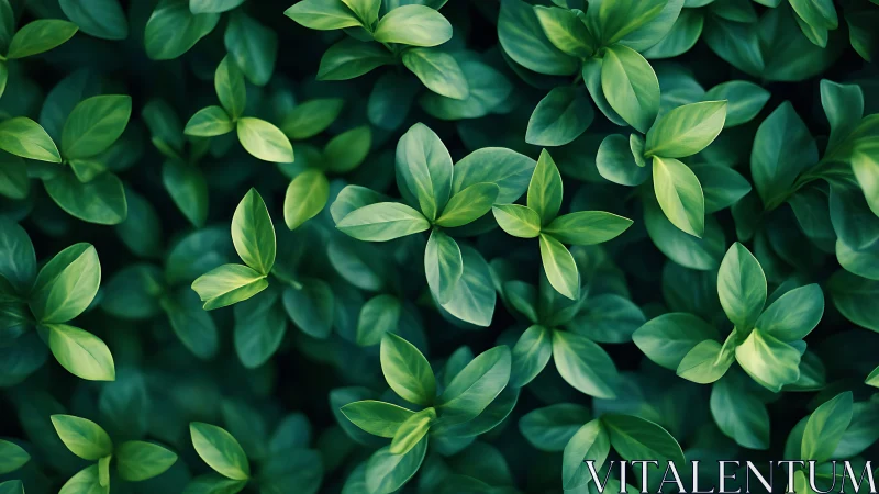 Dense green foliage forms uniform overlapping leaf clusters