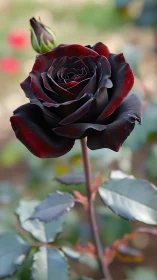 Velvety deep burgundy rose in selective focus garden portrait.