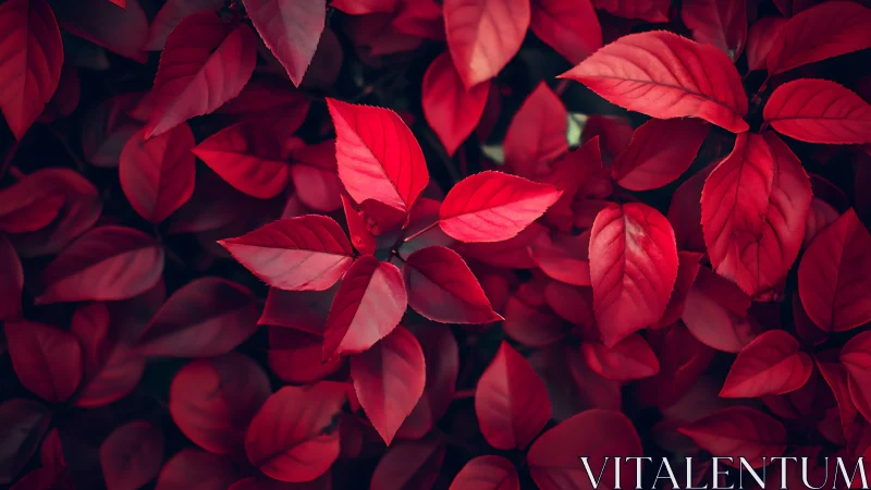 Velvety red leaves glowing softly in a cozy forest hush.