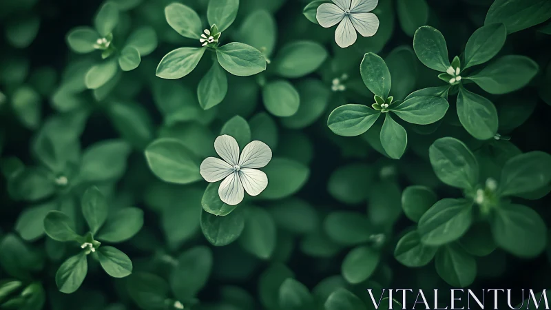 Delicate White Blooms Dancing Through Green.