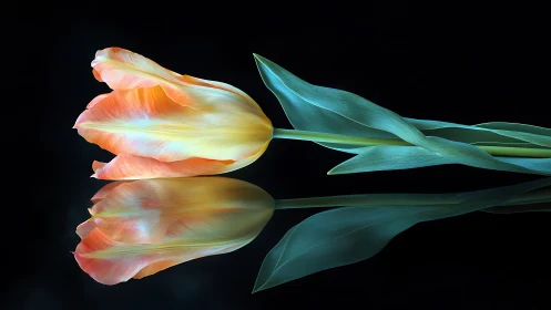 Macro tulip study with mirrored reflection on glossy black plane