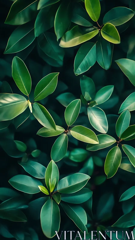 Macro foliage study with glossy green elliptic leaves