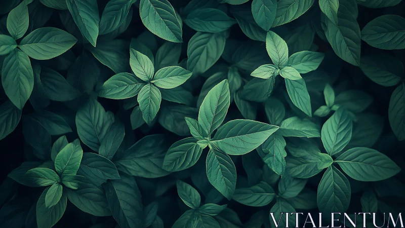 Emerald leaf chorus unfurls in moody forest hush.