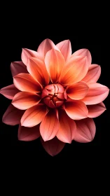 Luminous Dahlia Petals Against Darkness.
