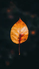 Solitary autumn leaf suspended in rich black void.