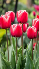 Brilliant red tulips reach toward the sunlight in a garden