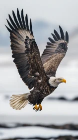 Bald eagle glides above a snowy shoreline in sharp detail