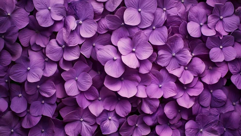 Dense cluster of purple hydrangea flowers with textured petals and visible stamens.