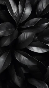 Overlapping dark leaves form a high contrast monochrome pattern