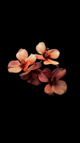 Coral and Red Flowers Against Black Background