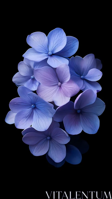 Blue and Lavender Hydrangea Cluster with Translucent Petals on Dark Background