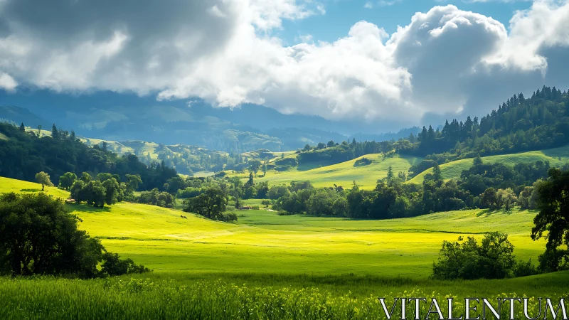 Sunlit temperate valley meadow beneath dramatic cumulus sky