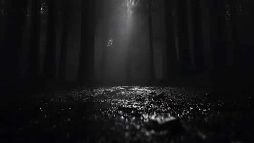 Crepuscular Luminescence Through Layered Coniferous Silhouettes.