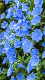 Delicate Blue Morning Glories Dance in Sunlit Garden